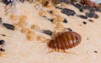 Goode Bed Bug Control Brisbane image 3